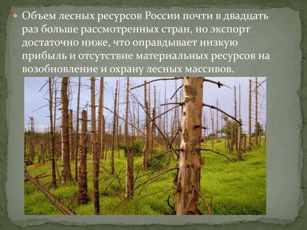 Охрана лесных ресурсов в России. Проект на тему лес богатство России. Лес объем. Сбор недревесных лесных ресурсов.