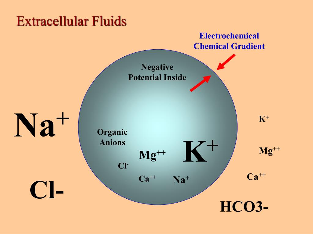 Water Balance and Osmoregulation. Osmotic gradient. MG+CL. Negative gradient. F cl be mg