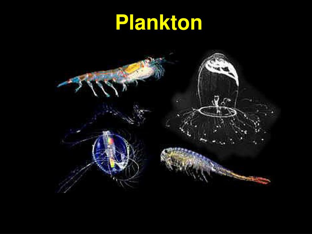 Зоопланктон уровень. Криль зоопланктон. Криль зоопланктон классификация. Зоопланктоны ракообразные. Рачки планктон.