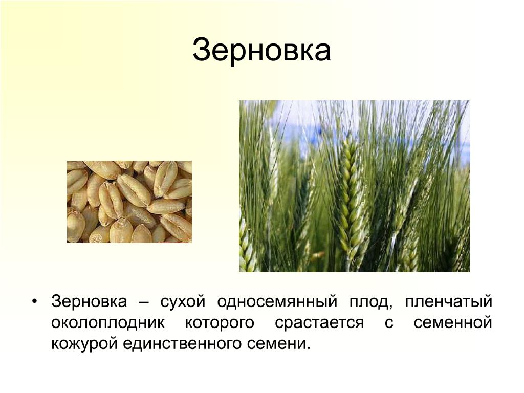 Какой тип системы у пшеницы. Сухие односемянные плоды Зерновка. Плод Зерновка пшеницы. Плод кукурузы Зерновка.