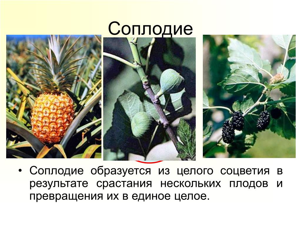 Простые плоды сложные плоды соплодия. Соплодие плодов. Соплодие это в биологии 6 класс. Соплодия у растений. Соплодие образовалось.