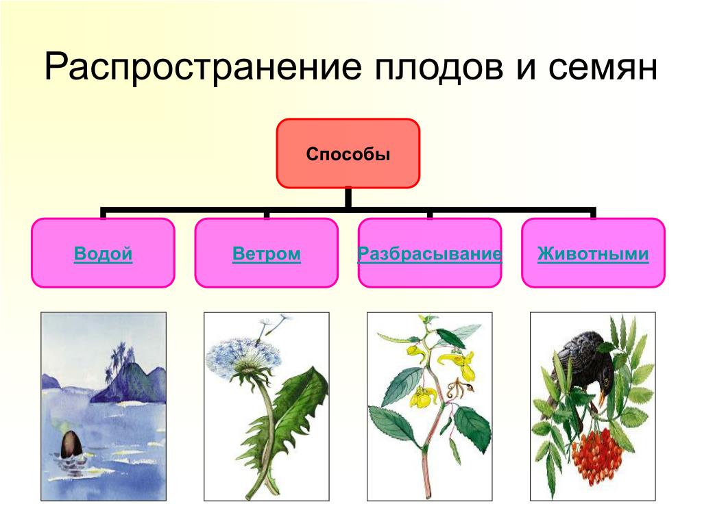 Виды распространения. Способы распространения семян и плодов у растений. Способы распространения семян и плодов с примерами растений. Как распространяются семена растений. Распространение плодовых семян.