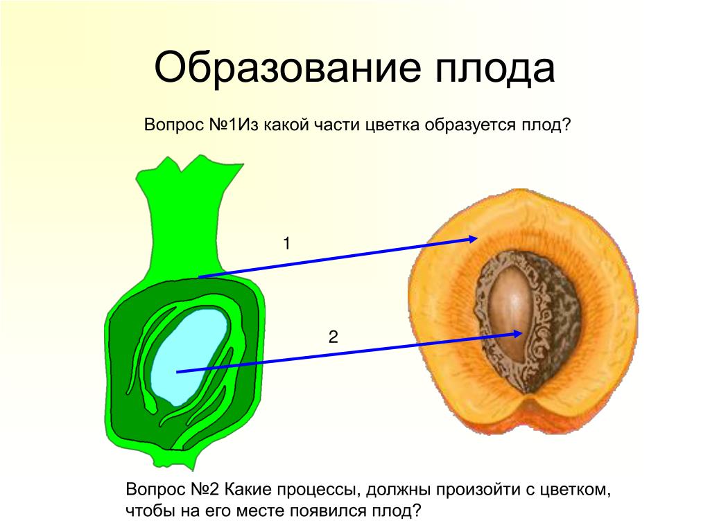 Орган который впоследствии образуется плоды с семенами. Образование семян и плодов 6 класс биология. Строение плода покрытосеменных растений. Плод образуется из. Плоды образуются.