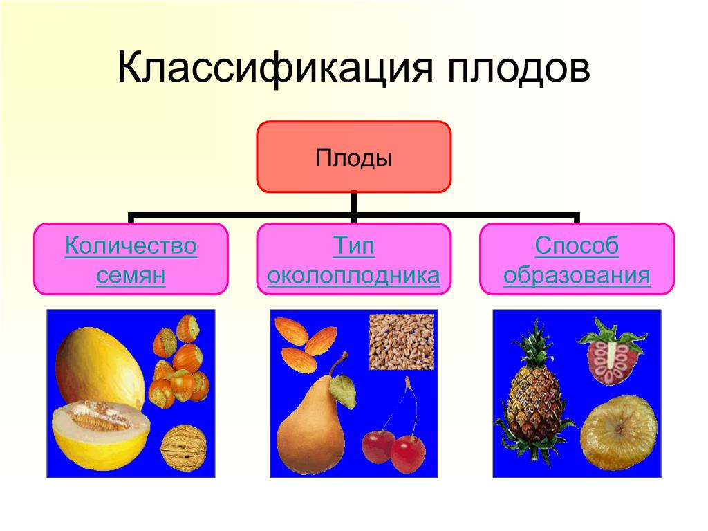 Назовите типы плодов. Классификация плодов. Плоды классификация плодов. Классификация плодов схема. Классификация сложных плодов.