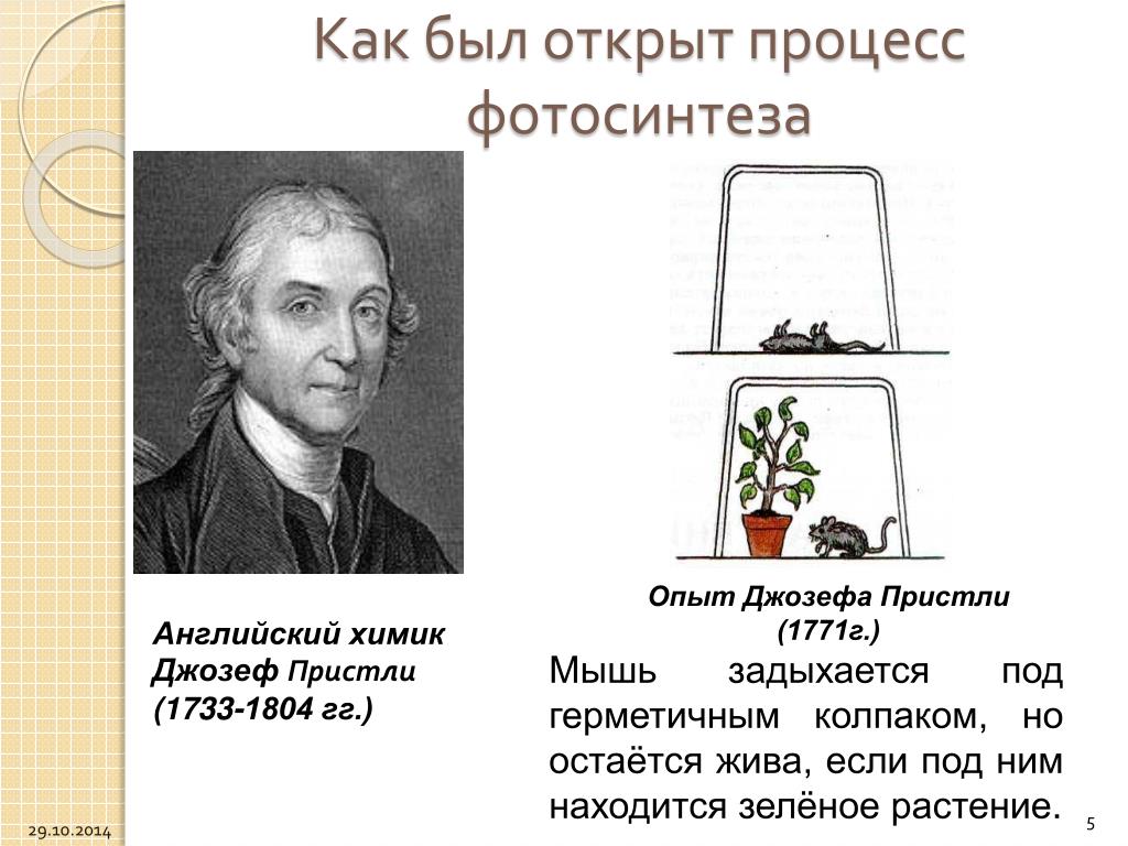 Русский ученый впервые значение хлорофилла для фотосинтеза. Английскому химику Джозефу Пристли в 1767 году.