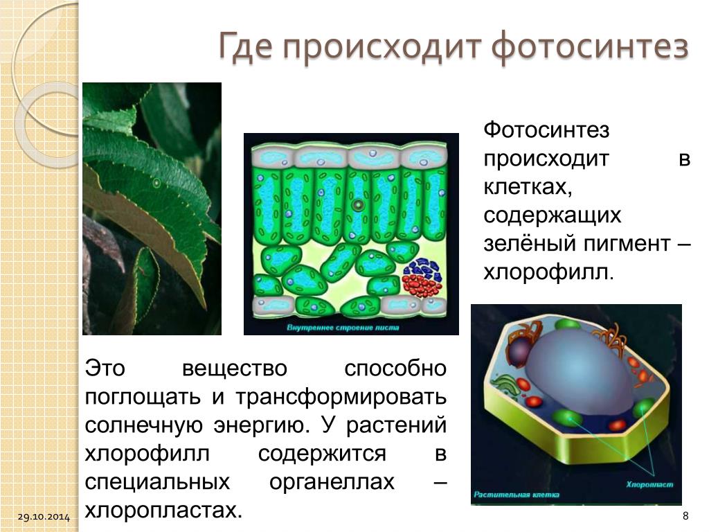 Фотосинтез происходит в клетках содержащих хлорофилл. Фотосинтез это в биологии. Содержит зеленый пигмент хлорофилл. Клеточный пигмент фотосинтеза. Фотосинтез это в биологии 6.