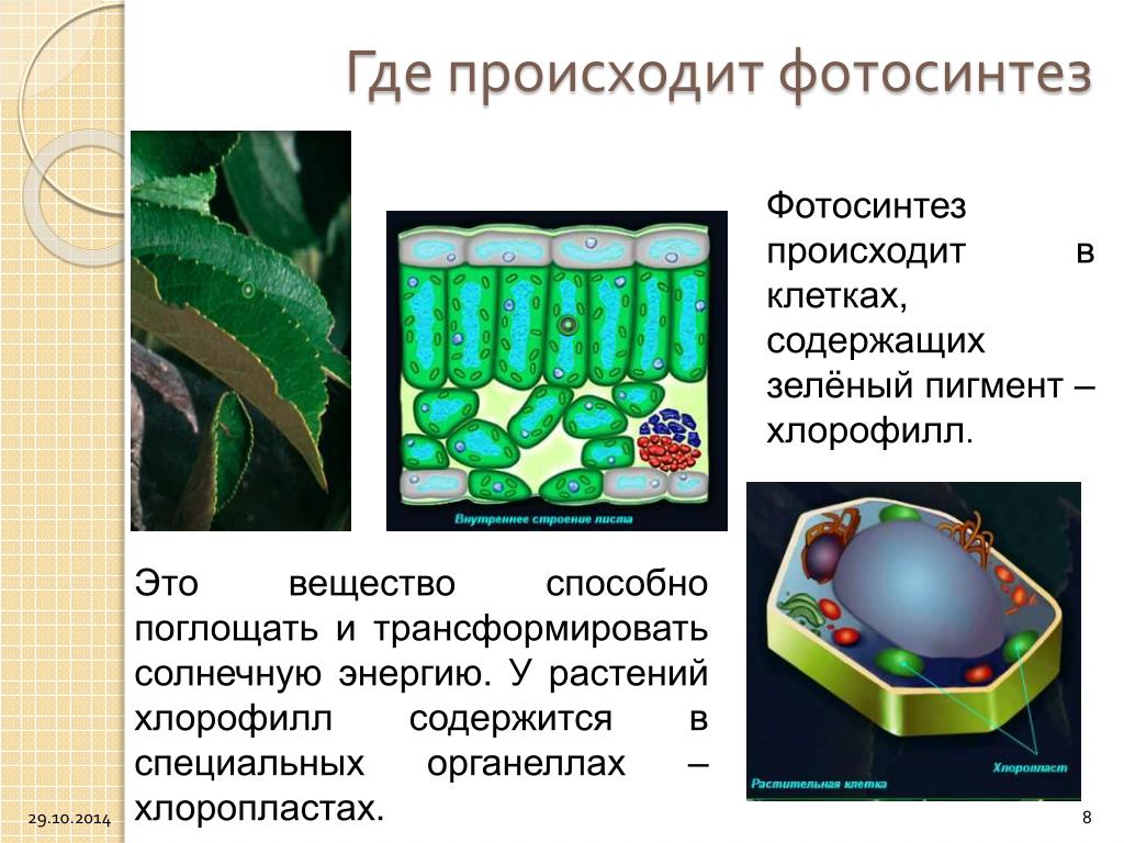 Пигмент хлорофилла содержится