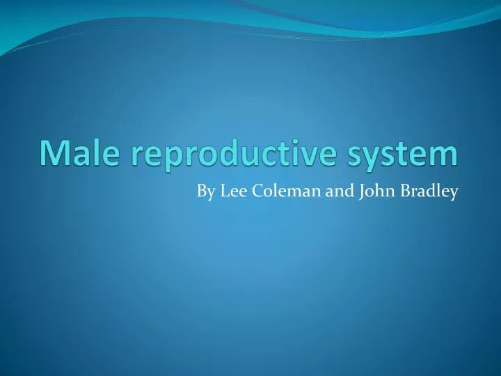 male reproductive system n.