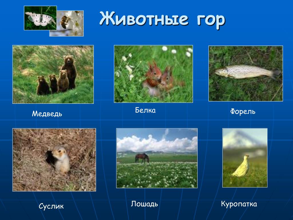 Животные и растения гор