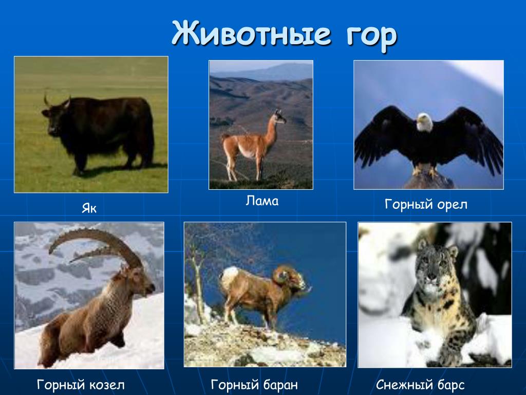 Животные и растения гор