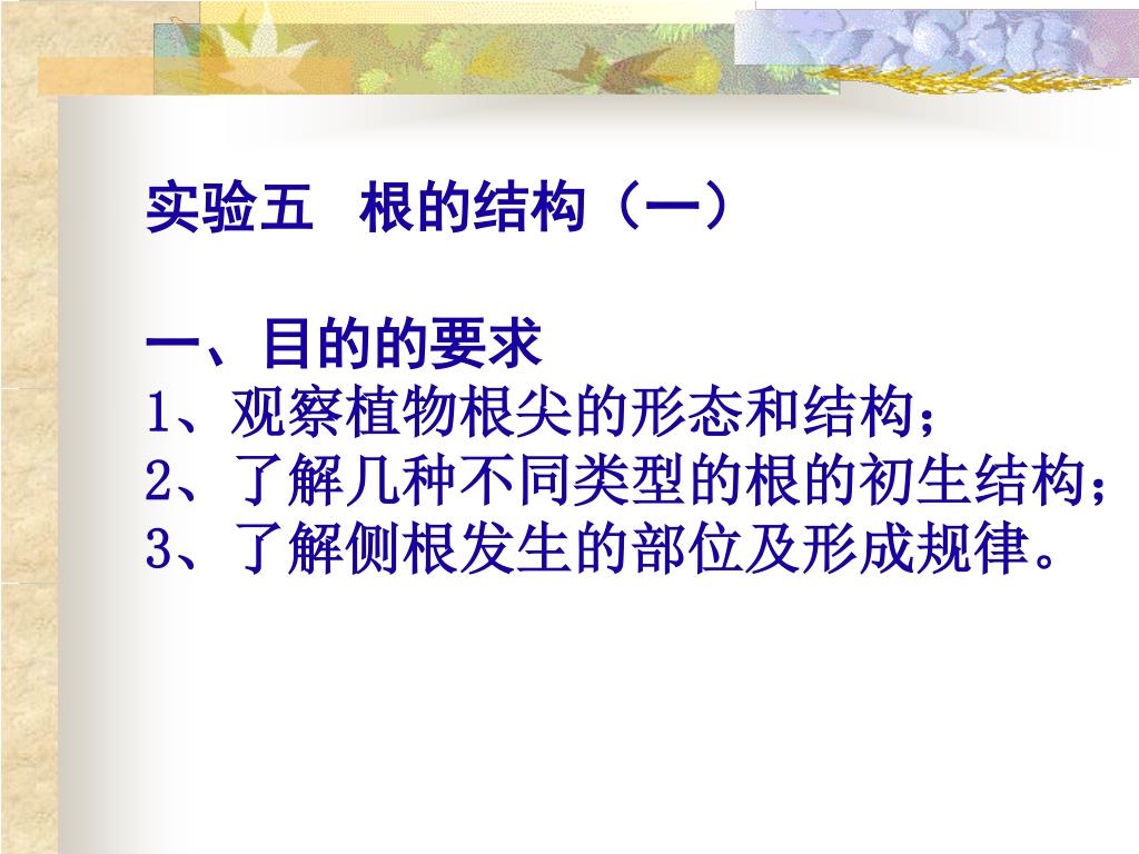 Ppt 实验五根的结构 一 一 目的的要求1 观察植物根尖的形态和结构 2 了解几种不同类型的根的初生结构 3 了解侧根发生的部位及形成规律 Powerpoint Presentation Id Ppt 实验五根的结构 一 一 目的的要求1 观察植物根尖的形态和结构 2 了解几种不同类型的根的初生结构 3 了解侧根发生的部位及形成规律 Powerpoint Presentation Id
