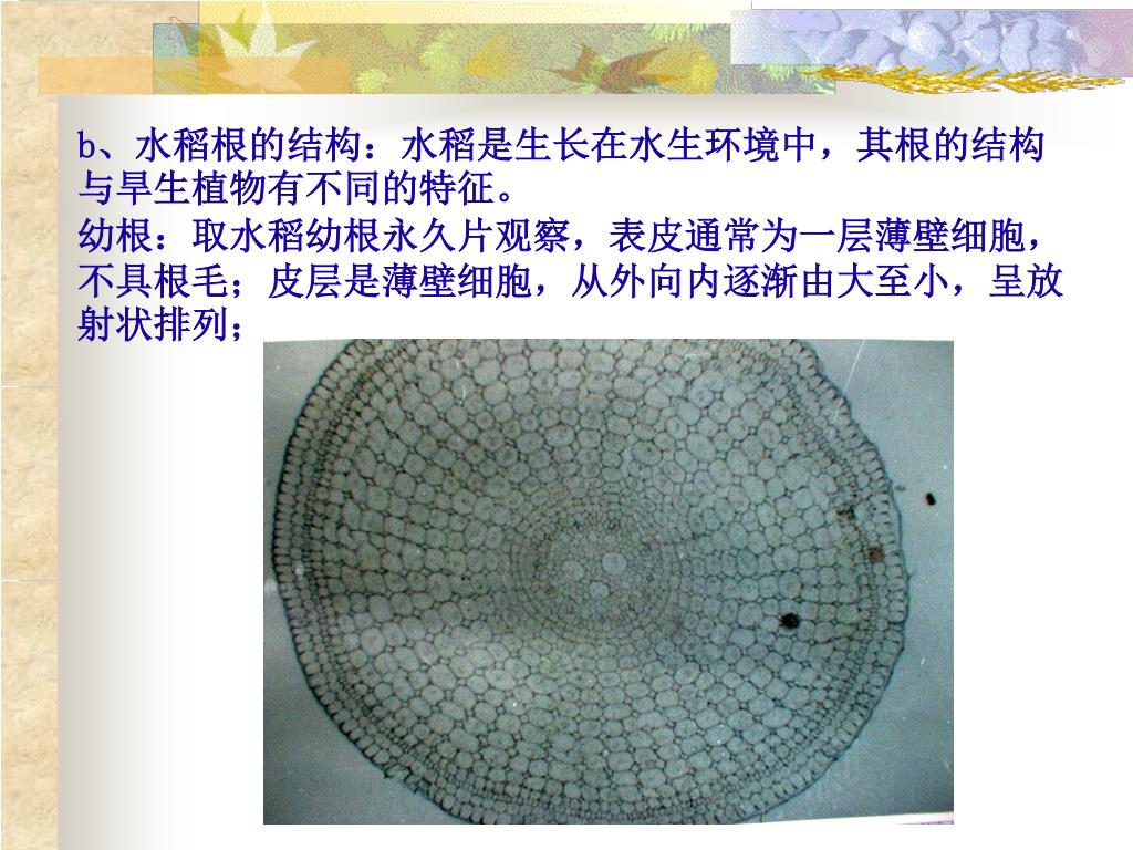 Ppt 实验五根的结构 一 一 目的的要求1 观察植物根尖的形态和结构 2 了解几种不同类型的根的初生结构 3 了解侧根发生的部位及形成规律 Powerpoint Presentation Id Ppt 实验五根的结构 一 一 目的的要求1 观察植物根尖的形态和结构 2 了解几种不同类型的根的初生结构 3 了解侧根发生的部位及形成规律 Powerpoint Presentation Id