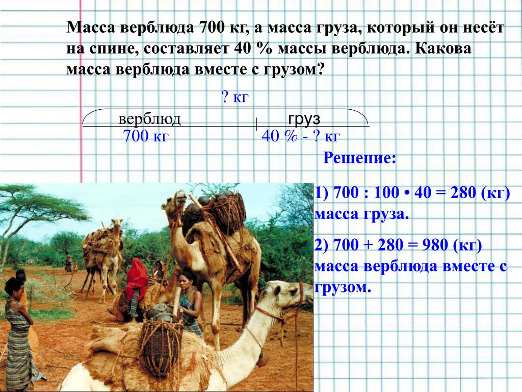 700 кг. Верблюд корабль пустыни масса. Задача про верблюда. Масса верблюда 700 кг а масса. Смешная задача про верблюда.