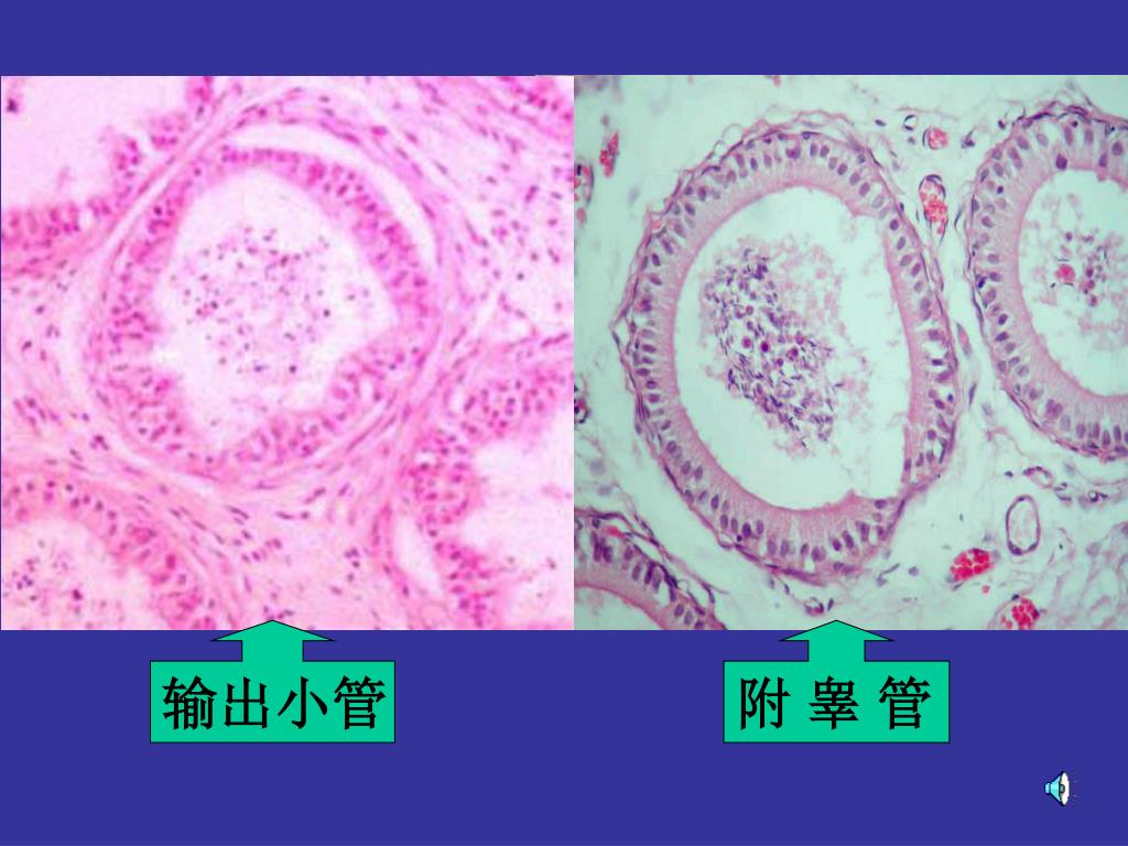 6 生殖系统、腹膜和会阴_word文档在线阅读与下载_文档网