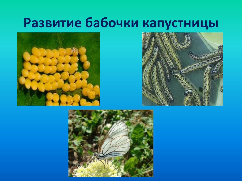 Капустная белянка цикл. Жизненный цикл бабочки капустницы. Цикл развития бабочки капустницы. Жизненный цикл капустной белянки. Тип развития бабочки капустницы.