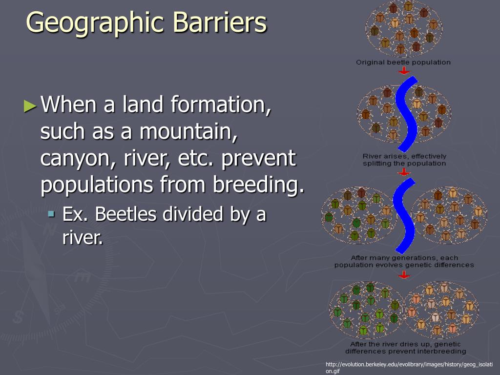 PPT Patterns Of Evolution PowerPoint Presentation Free Download ID 