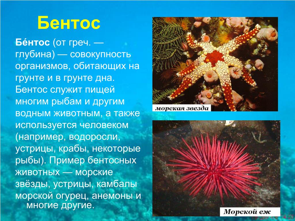 Презентация жизнь в океане 6 класс. Диатомеи бентос. Планктон Нектон бентос. Морской бентос свободноживущие. Представители бентоса.