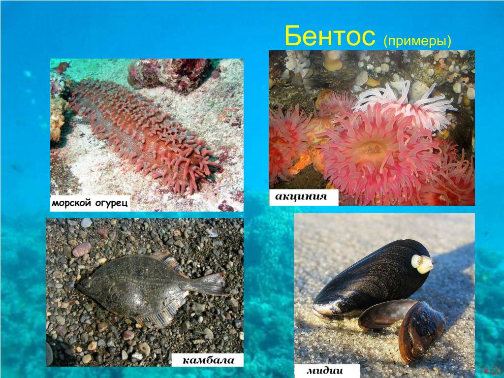 Разнообразие живых организмов в океане. Планктон Нектон бентос. Водная среда бентос планктон Нектон. Представители бентоса. Бентос примеры.