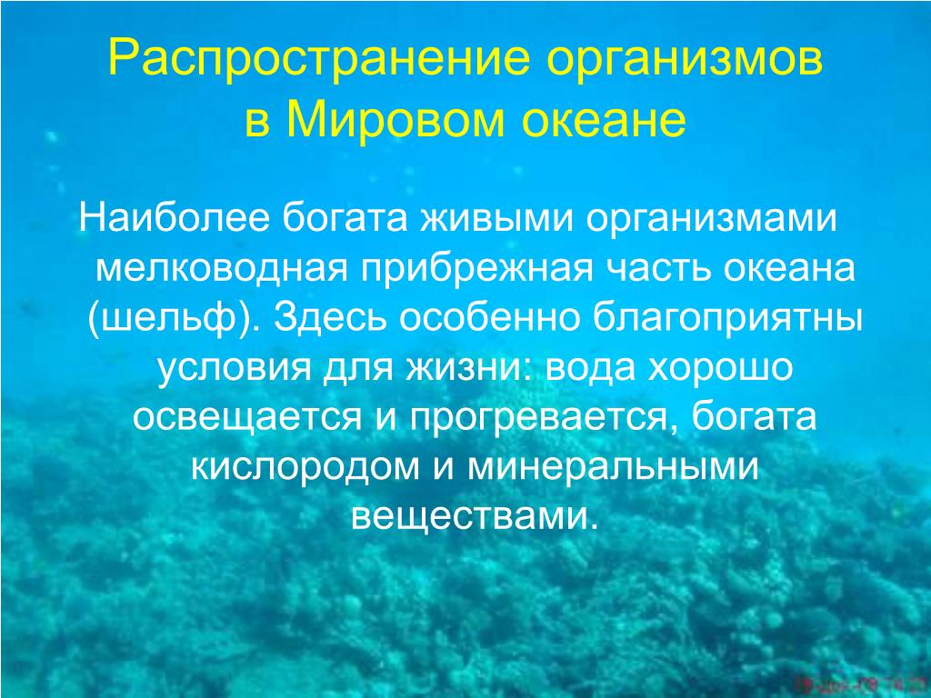 Закономерности распространения организмов. Многообразие жизни в океане. Жизнь в океане презентация. Организмы мирового океана. Распространение живых организмов в океане.