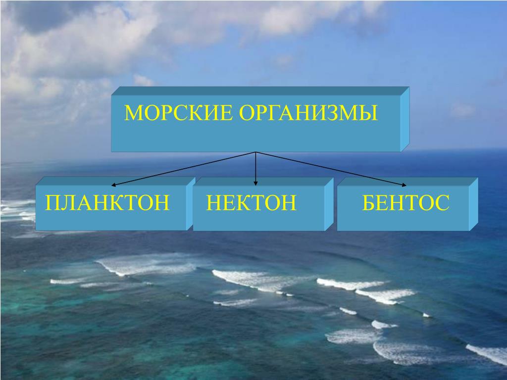 Особенности жизни в океане. Что такое планктон Нектон и бентос в океане. Планктон Нектон Бектон. Жизнь в океане планктон Нектон бентос. Живые организмы мирового океана 6 класс планктон Нектон бентос.