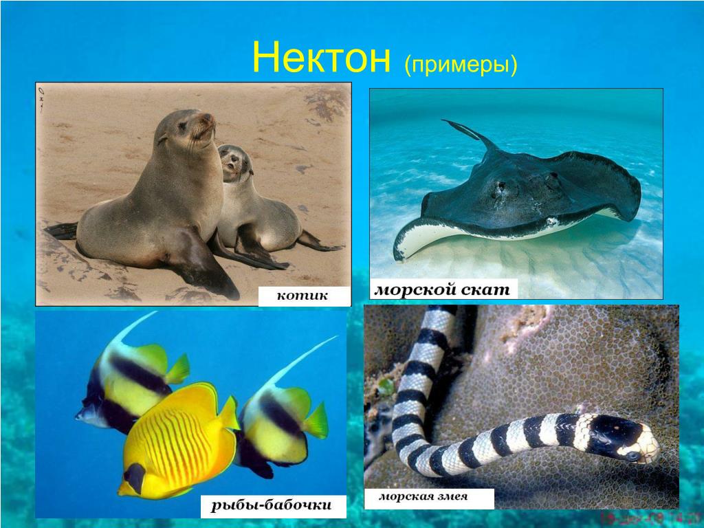 Презентация жизнь в океане 6 класс. Представители нектона. Нектон организмы. Нектон примеры организмов. Обитатели океана Нектон.