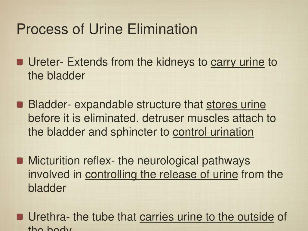 Ppt Urinary System Powerpoint Presentation Free Download Id5976313 6506