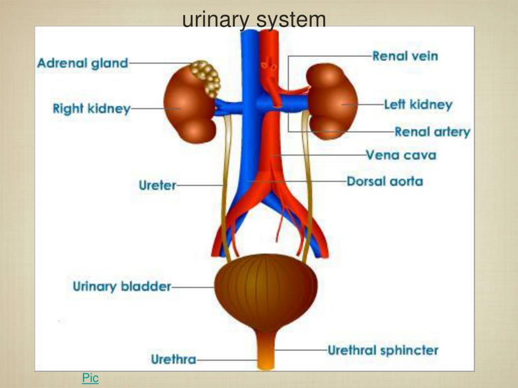 presentation about urinary system