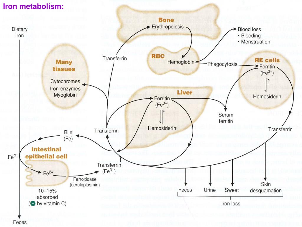Iron Absorption Pathway At Shirley Poe Blog