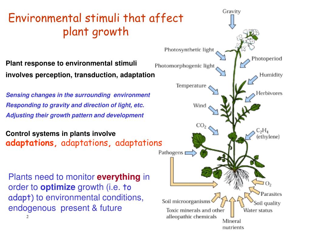 Plant в прошедшем. Plant growth and Development. L System растения. Алгоритм grow. Ambient temperature for Plants.