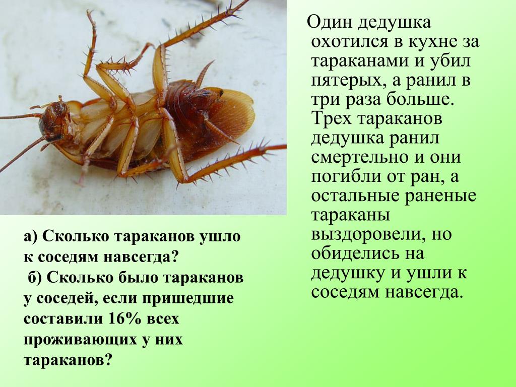 Проповедь таракана текст. Сообщение про тараканов. Загадка про таракана. Доклад о тараканах. Поговорки про тараканов.