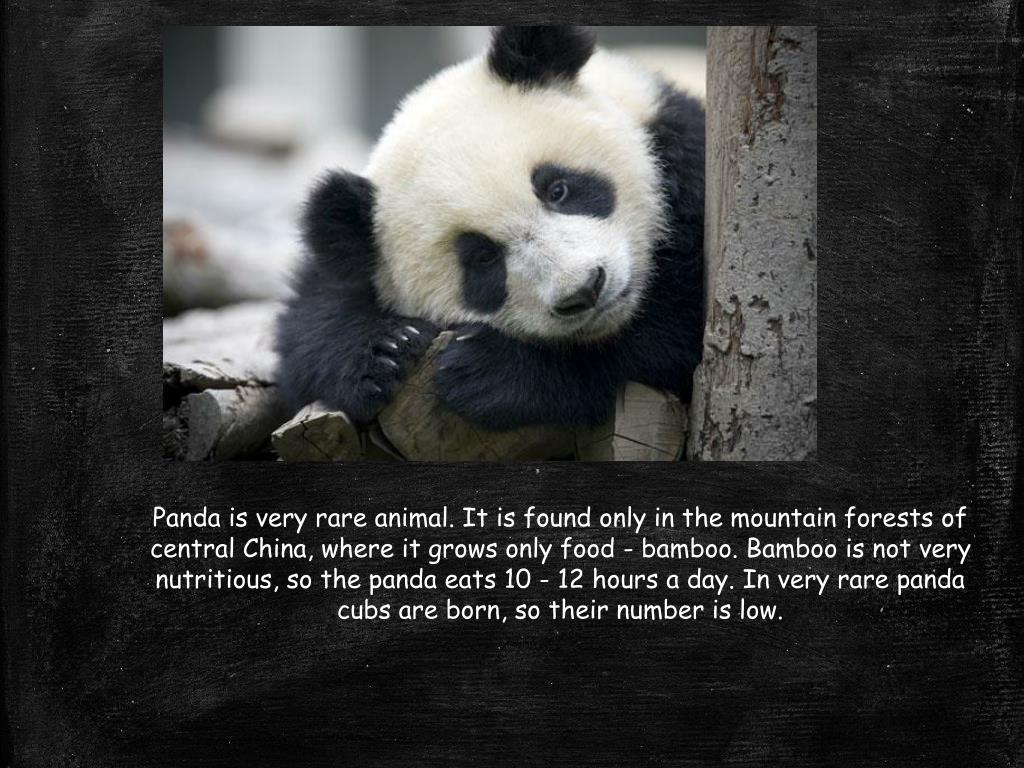 Панда на узбекском языке. Панда на английском. Описание панды на английском. Текст про панду на английском языке. Вымирающие животные Панда на английском.