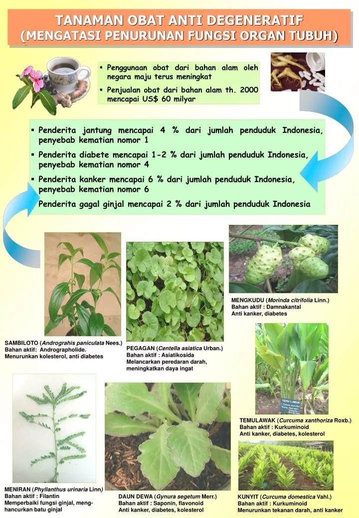 5 Buah Yang Berguna Menjaga Kesehatan Ginjal Merdeka Com 5 Buah Yang Berguna Menjaga Kesehatan Ginjal Merdeka Com