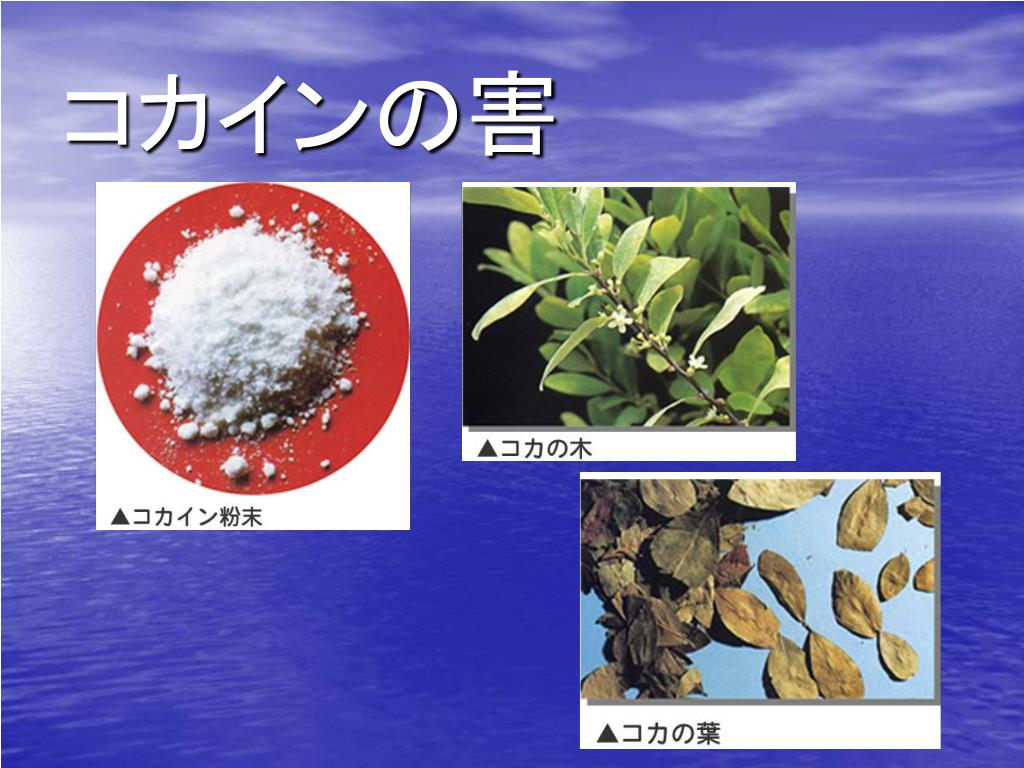 Ppt 薬物乱用防止教室 Powerpoint Presentation Free Download Id Ppt 薬物乱用防止教室 Powerpoint Presentation Free Download Id
