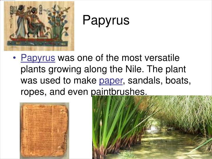 Papyrus reed plant in ancient egypt - luaido