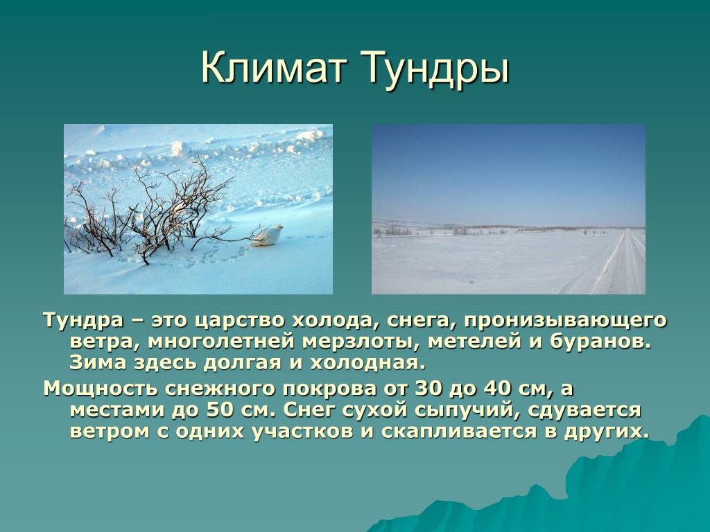 В тундре много снега. Климат тундры. Климатические условия тундры. Климат тундры в России. Климатические условия тундры в России.