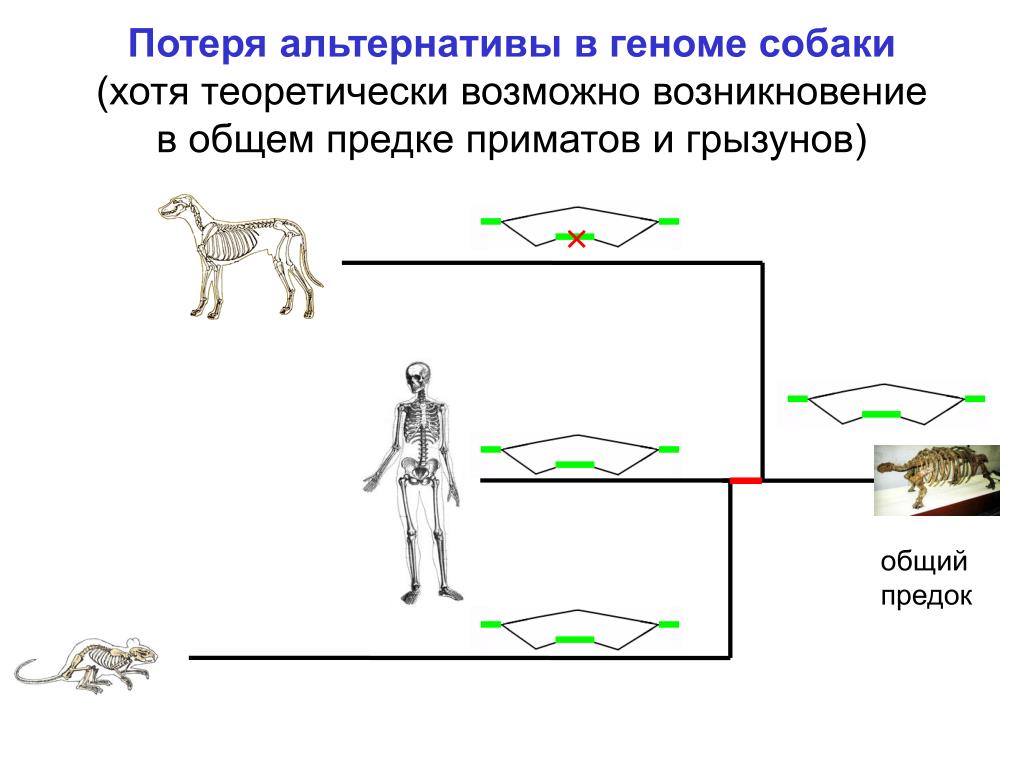 Общий предок. Общий предок человека и кошки. Общий предок кошек и собак. Общий предок человека и собаки. Общий предок кошачьих.