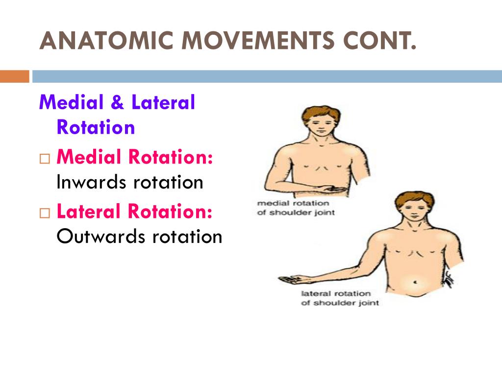 Medial Rotation Lateral Rotation PPT - MEDICAL TERMINOLOGY ANATOMY PowerPoint Presentation, free ...