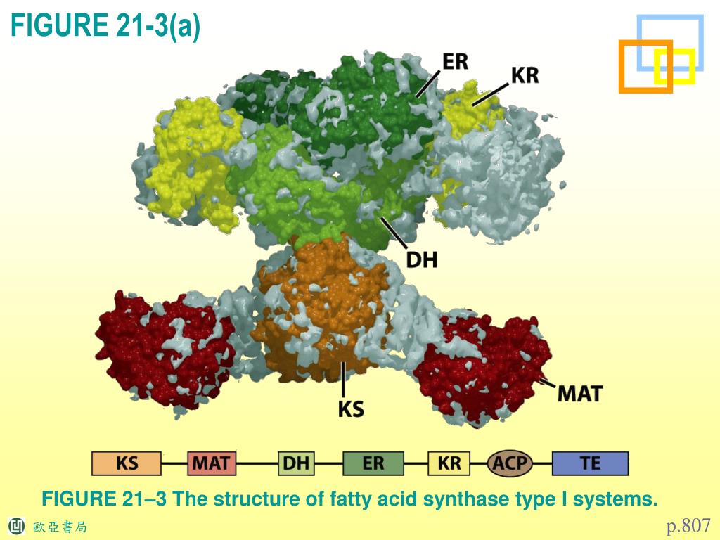 Полипептид в пище. Fatty acid synthase. Fatty acid structure. Строение пальмитоилсинтетазы. Полиферментный комплекс - синтаза жирных кислот.