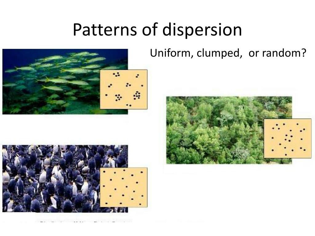 PPT Population Ecology PowerPoint Presentation, free download ID