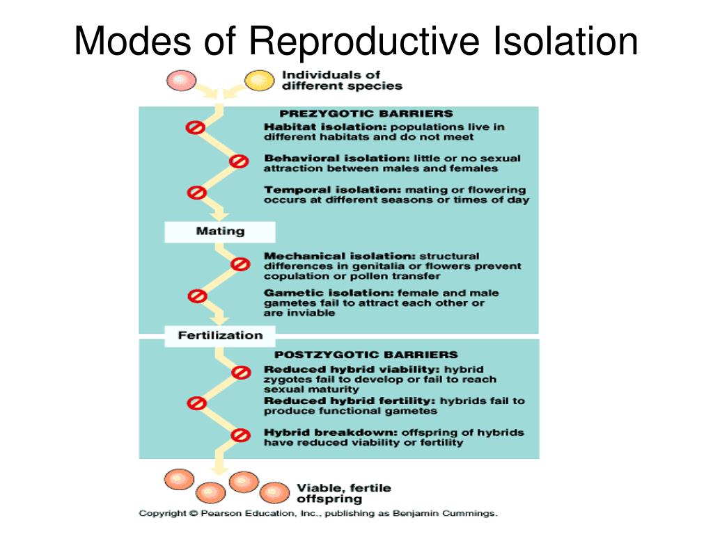 reproductive isolation definition