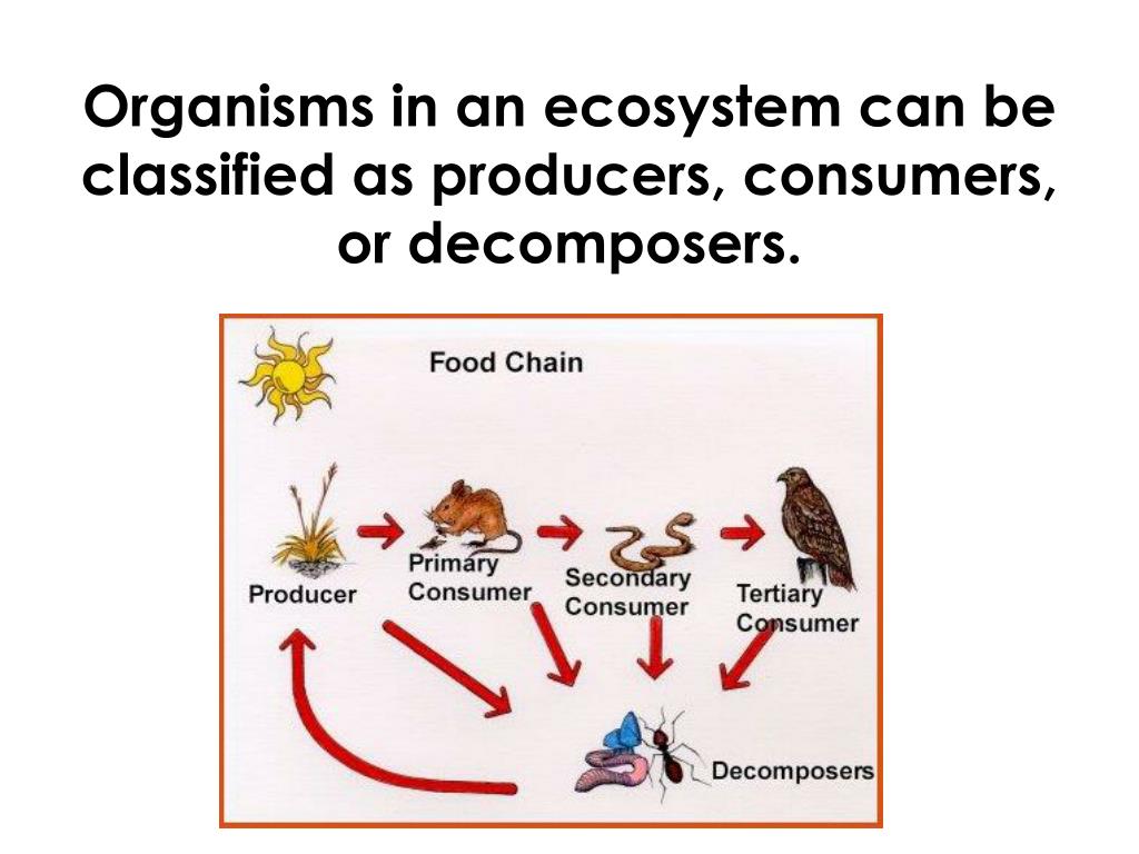 what is the relationship between producers consumers and decomposers in an ecosystem