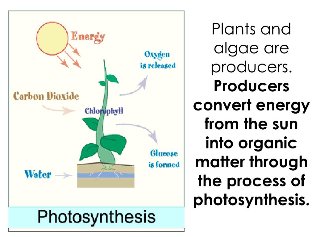 Knows that plants. Фотосинтез игра. Ммм фотосинтез. Starch Photosynthesis. Фотосинтез на английском языке.
