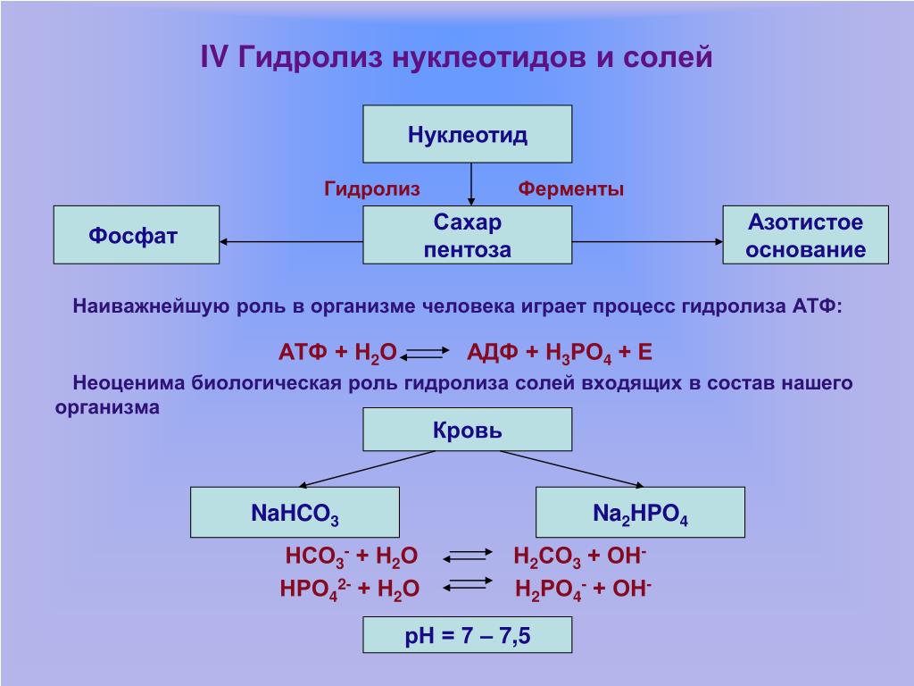 Время гидролиза. Роль гидролиза в живом организме. Роль гидролиза в биологических процессах. Значение гидролиза в биологических процессах. Гидролиз солей.