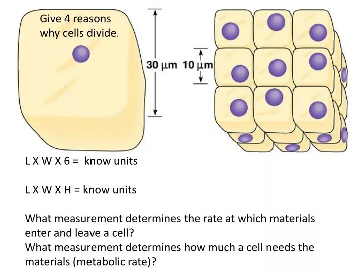 PPT - L X W X 6 = know units L X W X H = know units PowerPoint