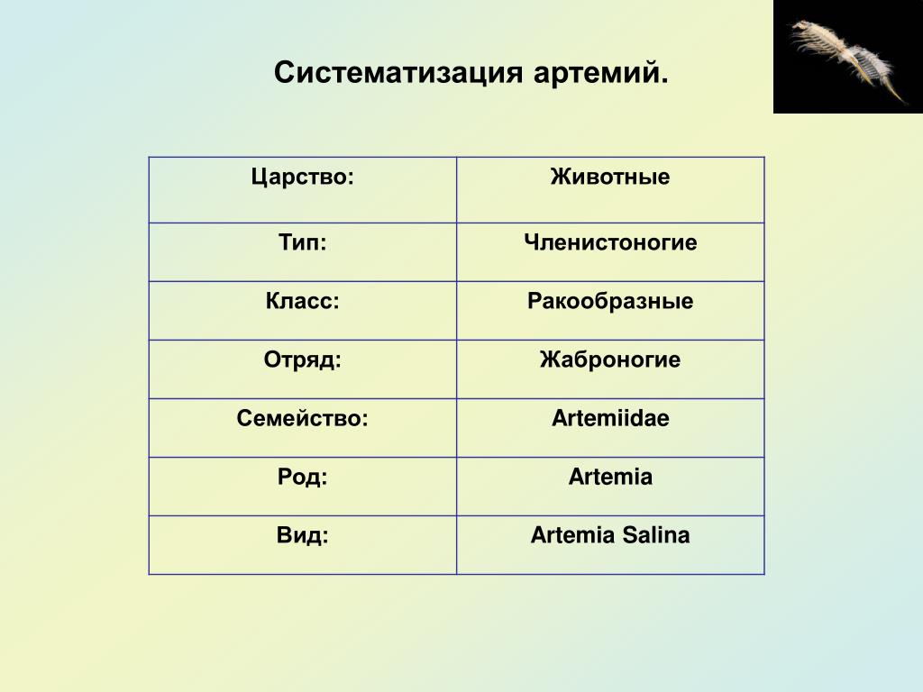 23. Царство: Животные