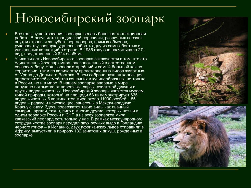 Текст про зоопарк 4 класс. Новосибирск зоопарк доклад. Сочинение по зоопарку. Сочинение про зоопарк. Рассказ о обитателях зоопарка.