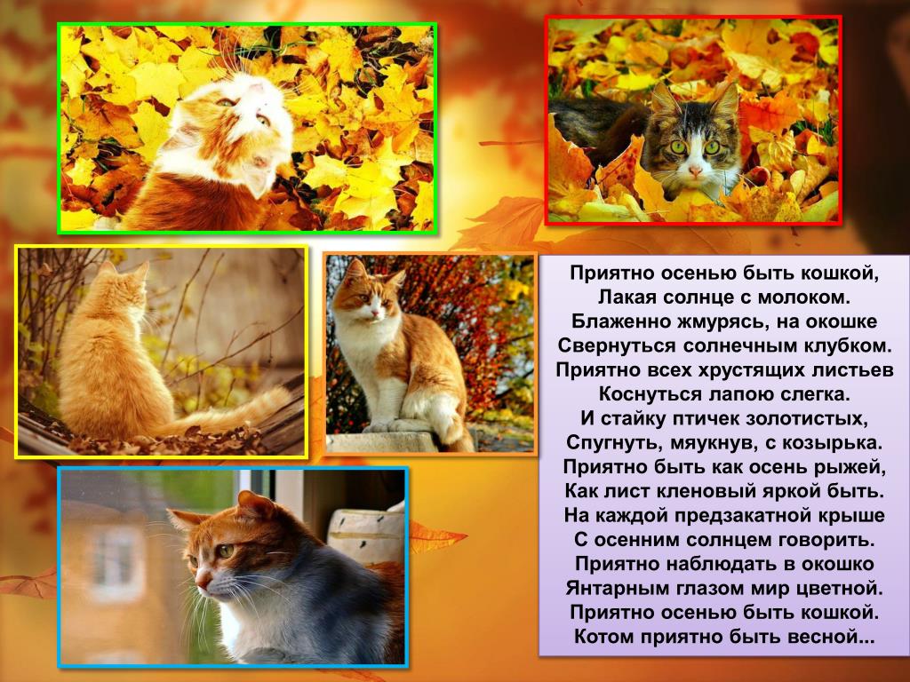 Осень Рыжая Кошка Картинки