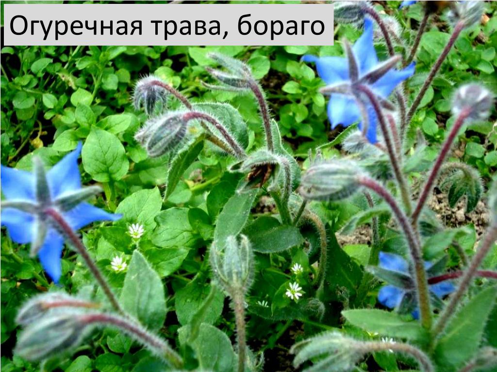 Огуречная трава медонос