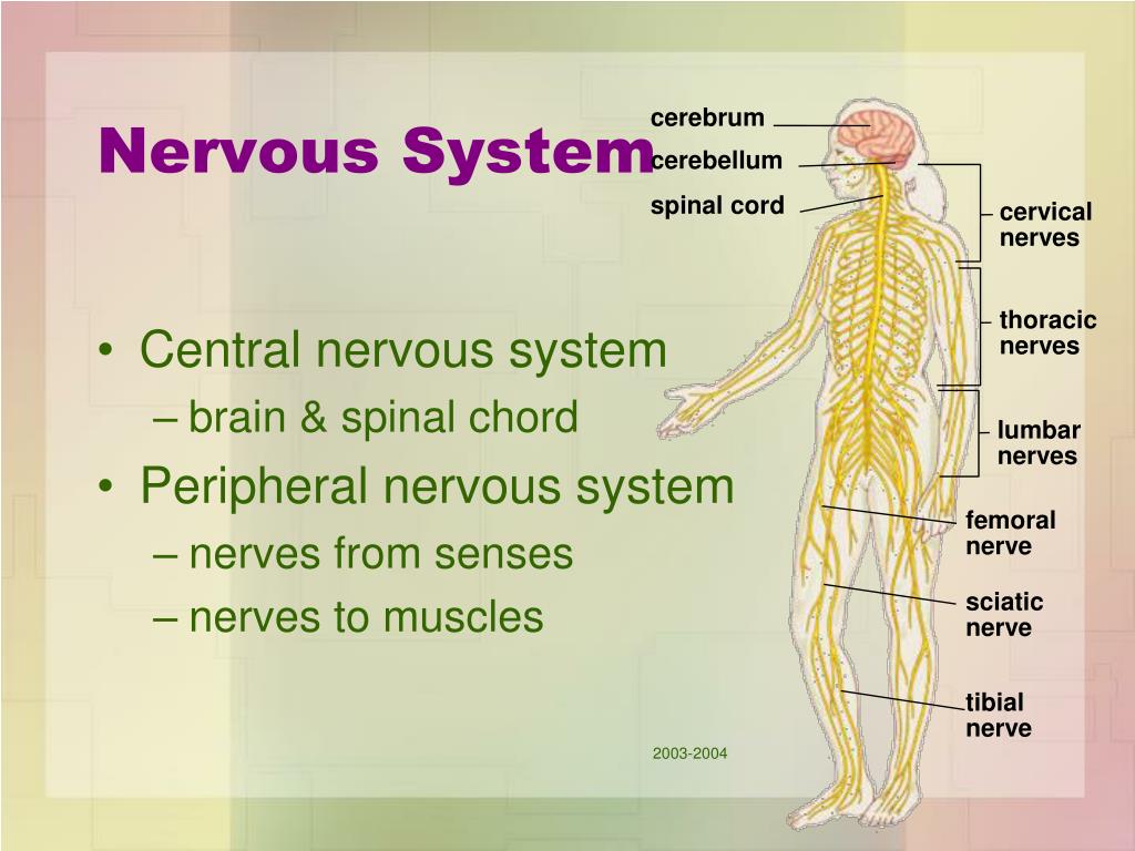 Nervous first. Нервная система руки человека. Нервная система на латинском. Харриет Коул нервная система. Хэрриет Коул нервная система.