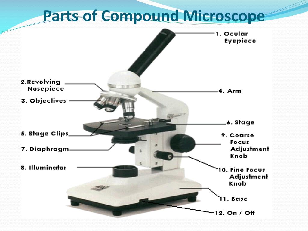 Identify The Parts Of The Microscope